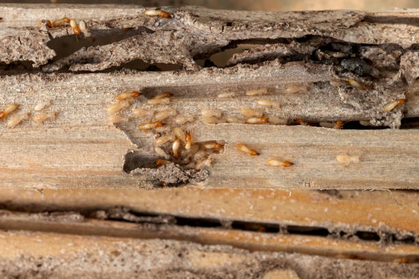 Best Wildlife Control Services  in Fortuna, CA